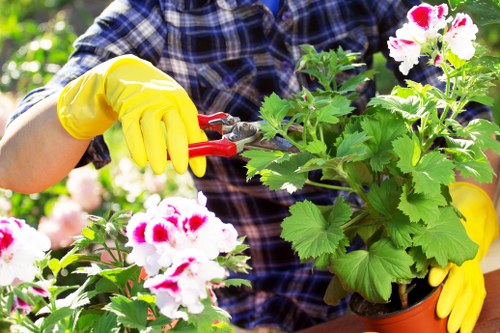 Careful pruning around a tight inner-city property in Paddington